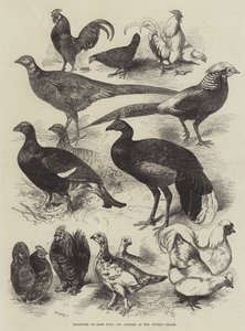 Tentoonstelling van Wildvogels en Bantams in het Crystal Palace